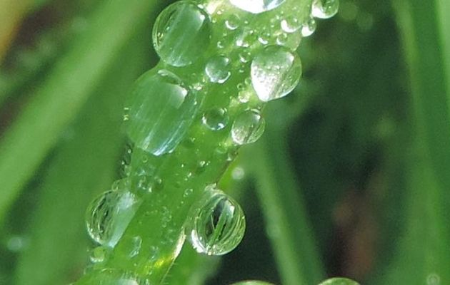 mes gouttes d'eau de ce matin