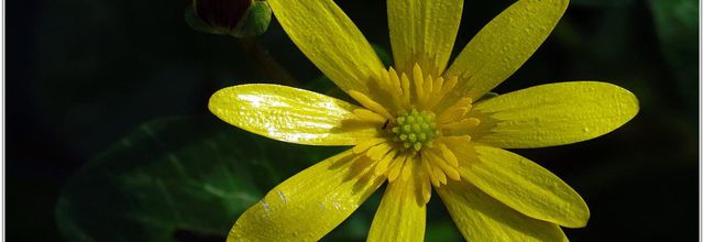Renoncule Ficaire (4) - Ranunculus ficaria