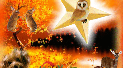 CREA ANIMAUX ETOILE