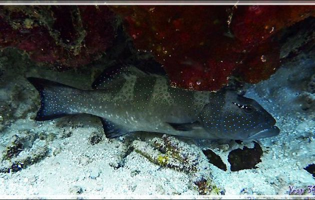 Mérou sellé ou léopard, Black-saddle coral grouper (Plectropomus laevis) - Tumakohua (passe sud) - Atoll de Fakarava - Tuamotu - Polynésie française