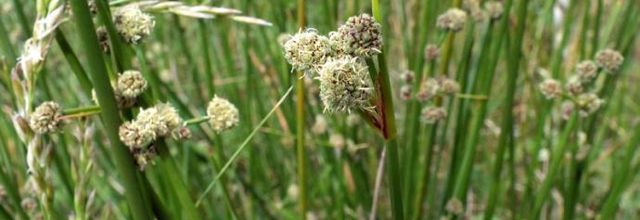 Scirpoides holoschoeus subsp. holoschoenus  -  scirpe jonc