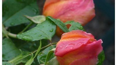 Le temps des roses .....