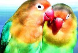 Deux comme ........
