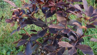 Pseudopanax lessonii 'rangatira'
