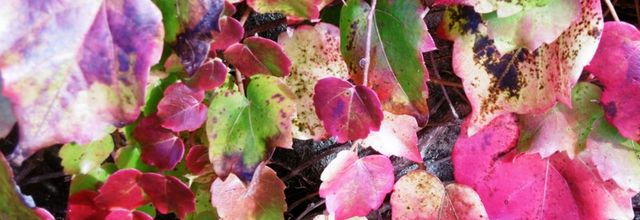 Des fleurs et des feuilles colorées dans mon village, le 31 octobre (suite)...