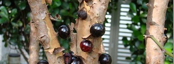 LE JABUTICABA