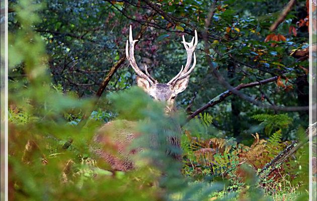 Pendant que je ramassais un cèpe, un cerf 11 cors me surveillait du coin de l’œil - Lartigau - Milhas - 31