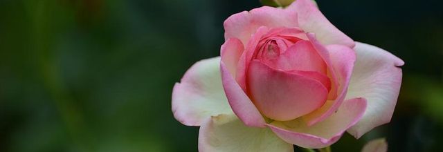 La photo du weekend : Mon amie la rose ... 