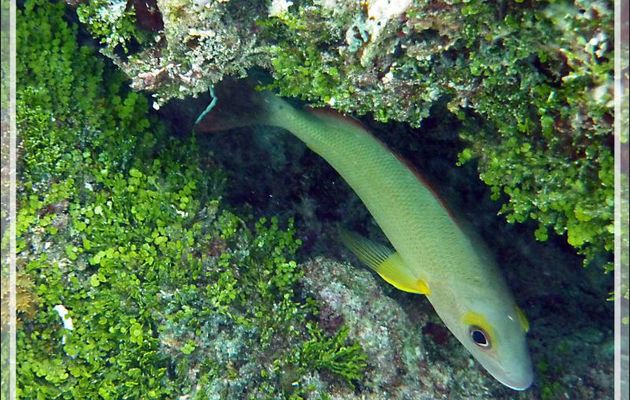 Vivaneau à queue noire ou lantanier ou Dorade de palétuvier ou Lutjan fauve, Blacktail snapper (Lutjanus fulvus) - Jardin de corail - Motu Tautau - Taha'a - Polynésie française