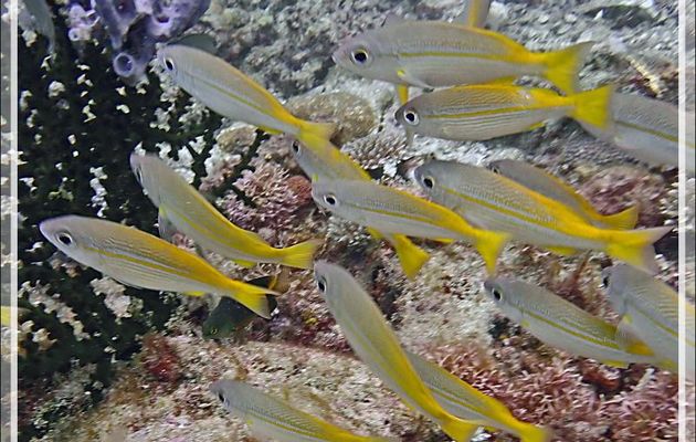 Vivaneau gros yeux, Lutjan à lignes jaunes, Bigeye snapper, Golden striped snapper (Lutjanus lutjanus) - Beangovo - Tsarabanjina - Mitsio - Madagascar
