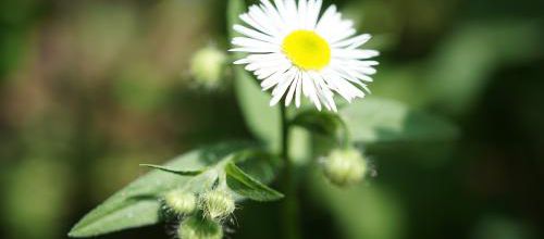 Aster ou pâquerette