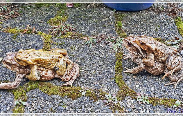 Saison des amours des Crapauds communs (Bufo bufo) - Lartigau - Milhas - 31