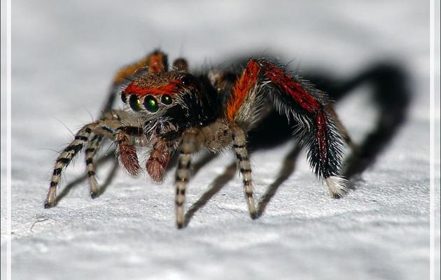 Araignée sauteuse (saltique) "Pied barbu" mâle (Saitis barbipes) - La Couarde-sur-Mer - Île de Ré - 17