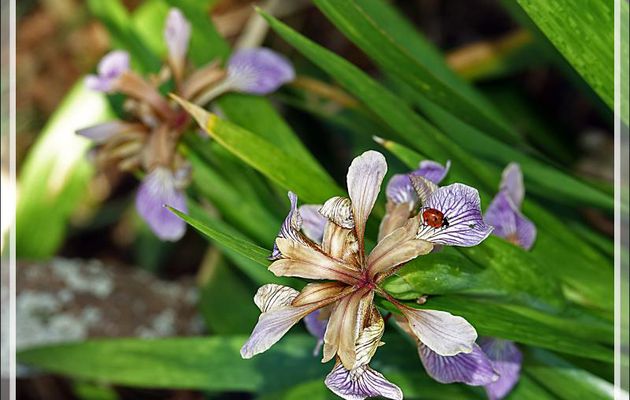 L'Iris fétide (Iris foetidissima), la Coccinelle à 7 points (Coccinella septempunctata) et le (probable) minuscule Charançon des iris forme noire (Mononychus punctum-album) - Loix - Ile de Ré - 17