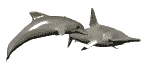 Requin, Dauphin, Rephin ou Dauquin ?