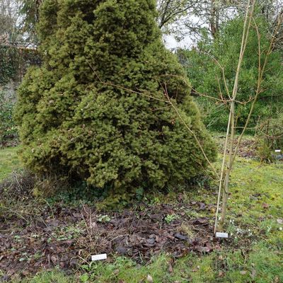 Tout ça pour un pittosporum !