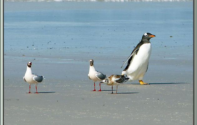 Manchot Papou et Mouettes de Patagonie (Chroicocephalus maculipennis) - Volunteer Point - Falkland Islands, Iles Malouines, Islas Malvinas
