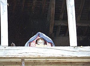 Mauvais poil ...