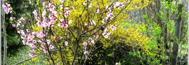 LES FLEURS DU JARDIN ..... ENCORE 