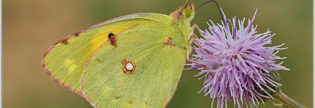 Souci (1) - Colias crocea