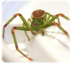 Diaea dorsata