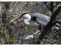 Héron cendré - Ardea cinerea (Pélécaniformes)