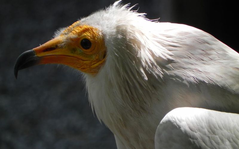 un rapace au donjon des aigles