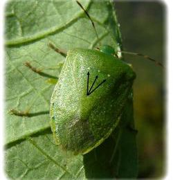 Nezara viridula, la punaise du soja