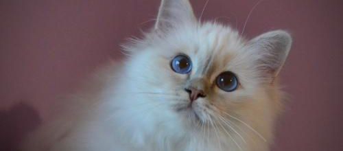 Une journée sous la pluie avec nos chatons