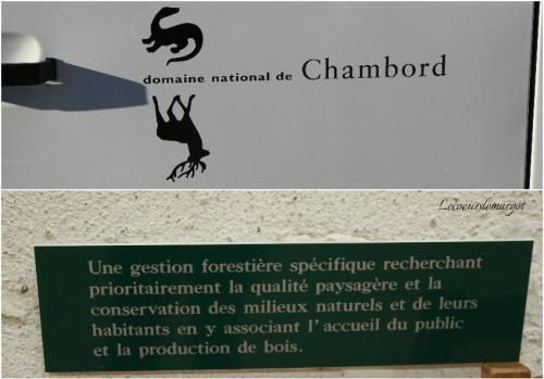 Brame du cerf en forêt de Chambord
