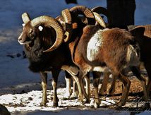Le Mouflon, un Mouton sauvage.
