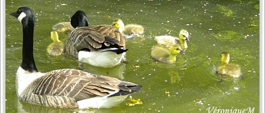 Lac des Minimes : Naissances de petites Bernache du Canada