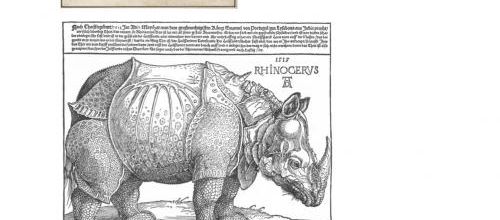 Dürer, les animaux et les textures