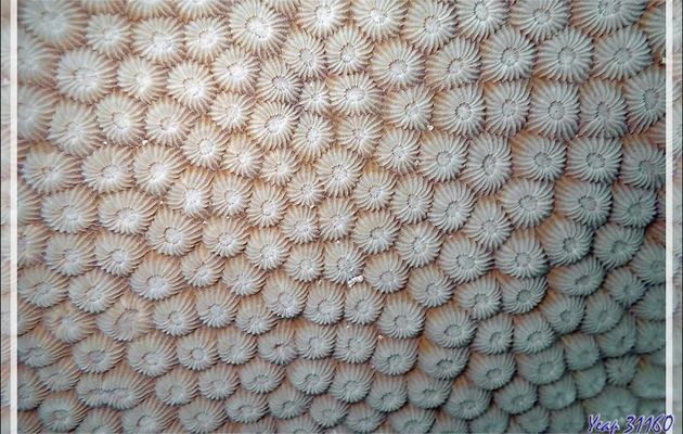 Corail rayonnant ou étoilé ou nid d'abeille, Double star coral, Radiant coral, Honeycomb coral (Diploastrea heliopora) - Spot Antsoha (Rocher 4ème Frère) - Tsarabanjina - Mitsio - Madagascar