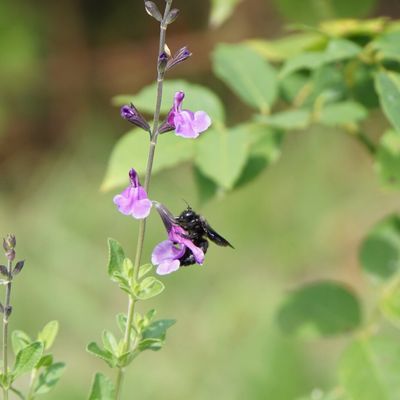 L'abeille charpentière