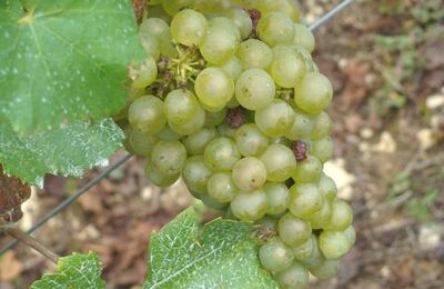 Les vendanges chez Sylvain Bouhélier...
