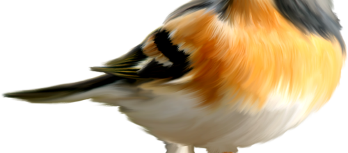 tubes oiseaux