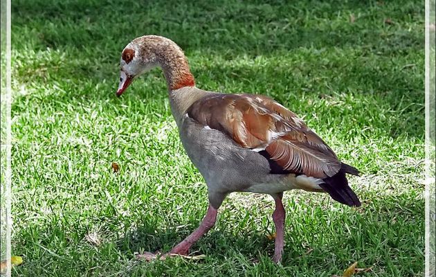 Ouette d'Égypte, Egyptian Goose (Alopochen aegyptiaca) - Jardin Kirstenbosch - Cape Town - Afrique du Sud