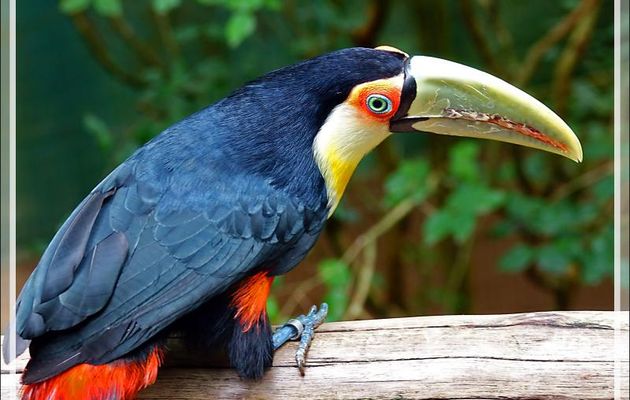 Toucan à ventre rouge, Green-billed toucan (Ramphastos dicolorus) - Parque das Aves - Foz do Iguaçu - Brésil