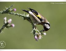 Chardonneret élégant - Carduelis carduelis - European Goldfinch