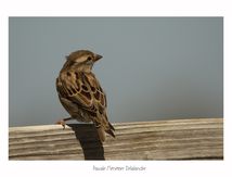 Moineau domestique