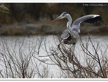 Héron cendré - Ardea cinerea