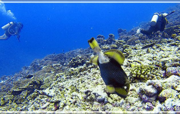 Baliste à moustache ou à tête jaune ou titan, Giant trigger-fish or Titan trigger-fish (Balistoides viridescens) - Passe Tumakohua - Fakarava sud - Tuamotu - Polynésie française
