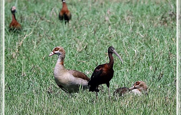 Ibis falcinelle, Glossy Ibis (Plegadis falcinellus) et Ouettes d'Égypte, Egyptian Goose (Alopochen aegyptiaca) - Safari nautique - Parc National de Chobe - Botswana