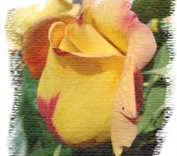 Roses du jardin ...