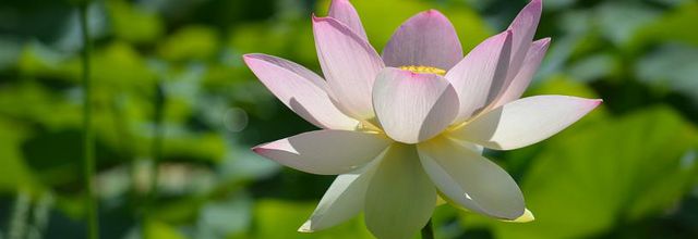 Parc Floral de Paris : Fleurs de Lotus et fleurs de Nénuphar ...