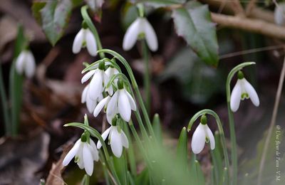 Est-ce le printemps ? Le perce-neige et le crocus