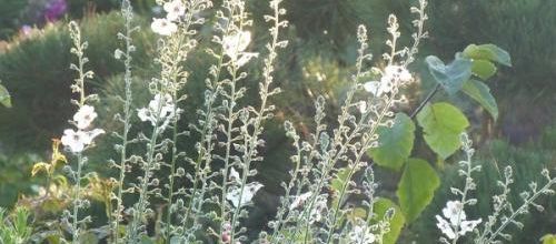 Bourses aux plantes chez Valérie