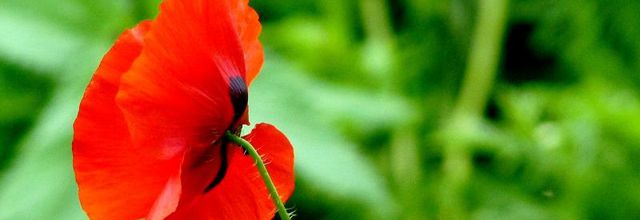 Metz / Le tango des coquelicots...