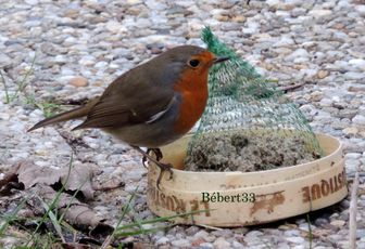 un rouge-gorge !